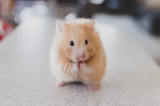 Правда ли, что мыши умеют считать, и зачем им нужен этот навык?
