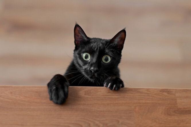 кот боится
