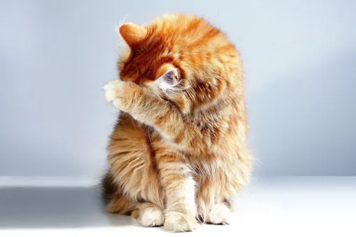 Опасная болезнь кошачьих царапин: об этом должен знать каждый кошатник