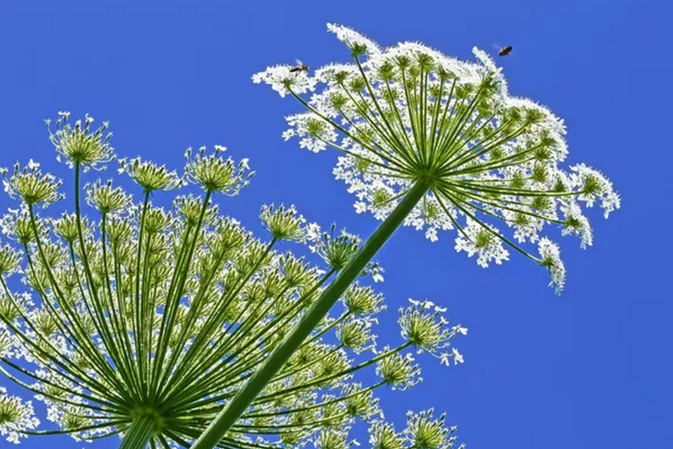 Как отличить борщевик сибирский от борщевика Сосновского