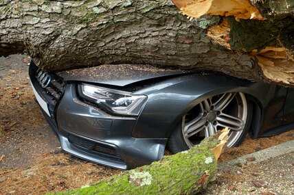 Кто виноват и что делать, если на автомобиль упало дерево