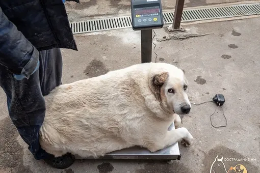 100-килограммовую собаку нашли на улице в Нижнем Новгороде