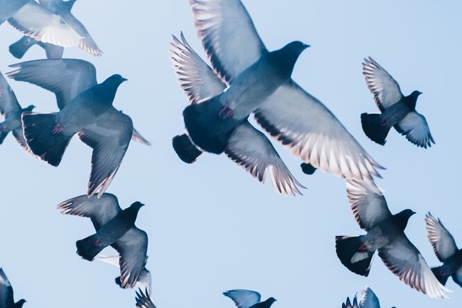 Во время голубиной гонки в Великобритании пропали 10 тысяч птиц