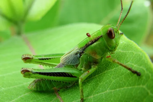 Зачем некоторые народы едят насекомых: ответ вас удивит
