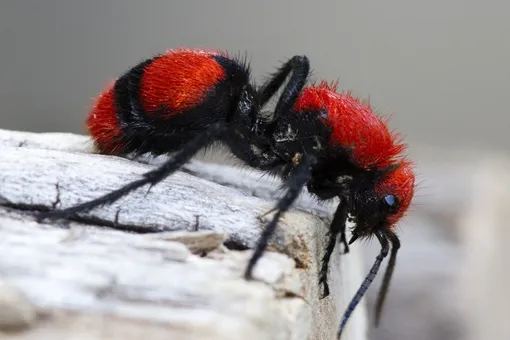 Правда ли, что укус бархатного муравья — один из самых болезненных?