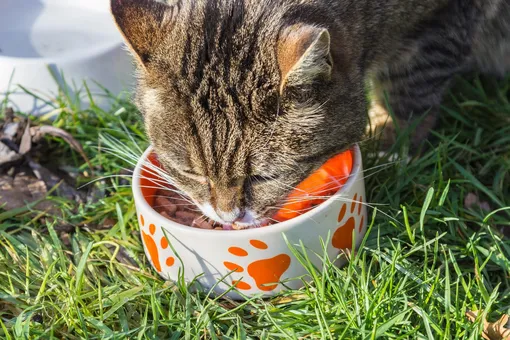 Почему кошки не едят корм из миски, если видно дно?