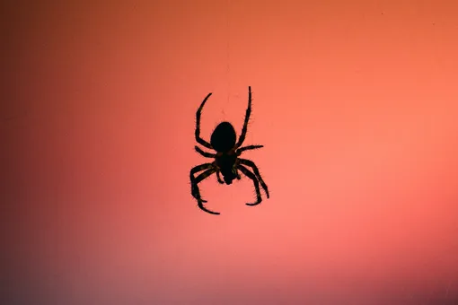 Правда ли, что во сне мы съедаем 8 пауков в год?