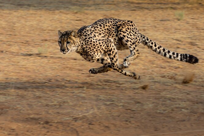 Кто бежит быстрее всех: 10 самых быстрых животных в мире
