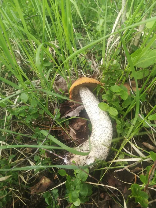 Гриб в лесу