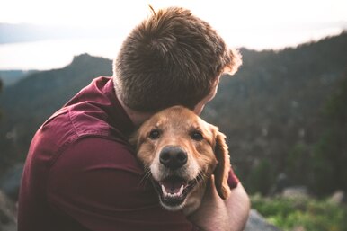 «Верный, как пес»: почему собаки так преданы хозяину?