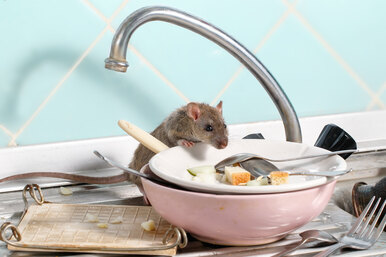 6 признаков того, что в вашем доме завелись мыши