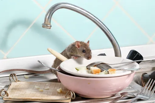 6 сигналов, что у вас дома живут мыши