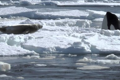 Как косатки ломают лед, смывая тюленей прямо в воду: видео