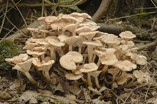 «Условно-съедобные» грибы: риск или деликатес?