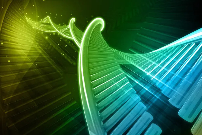 Как ученые вывели наполовину синтетический организм с «лишней» парой оснований в ДНК