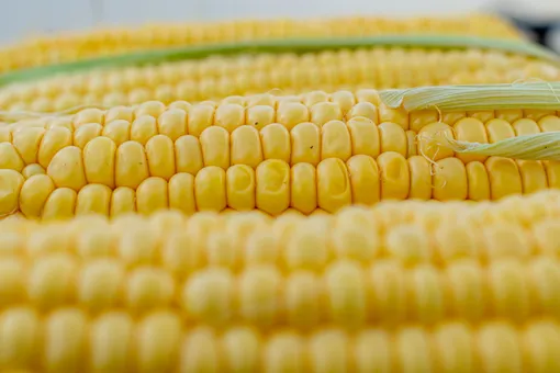 В чем польза кукурузы? Она же не усваивается организмом!