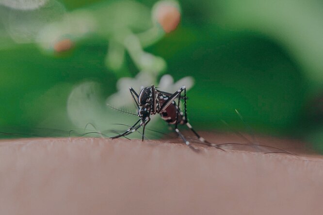 Как комары выбирают свою жертву на самом деле