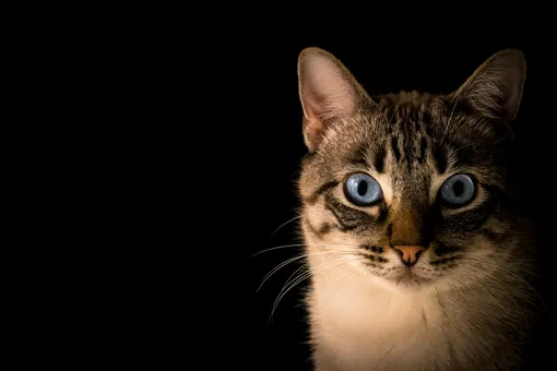 Кот с необычным окрасом удивил пользователей в сети. Они не могут поверить, что он реален
