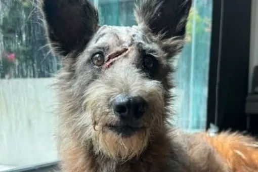 Как выглядела собака обидчица хрюкина 17 animation dogs who will surprise you when you learn their breed and will see