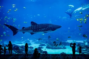 12 самых больших и красивых океанариумов в мире