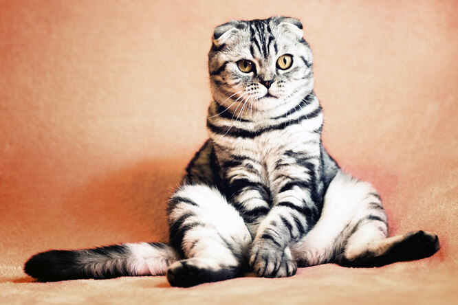 7 странностей кошачьего поведения с точки зрения науки