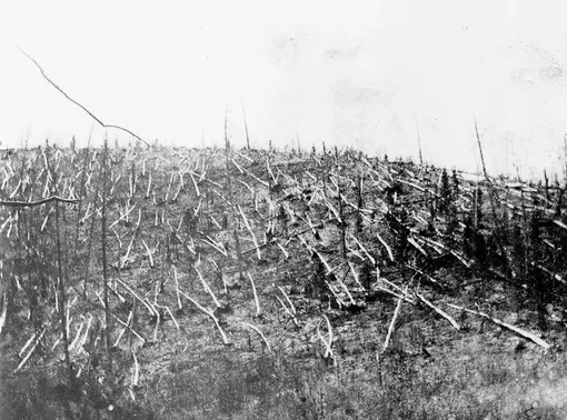 Лес, поваленный на месте падения Тунгусского метеорита. 1927 год