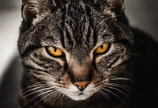 Может ли кошка заразить хозяина шизофренией?