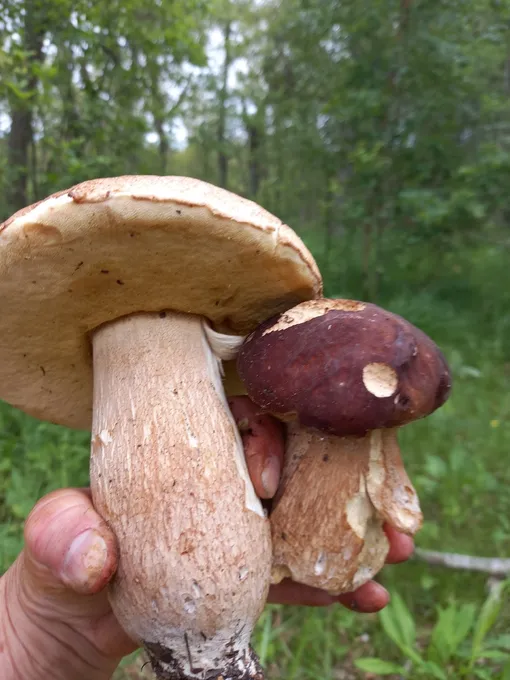 Гриб в лесу