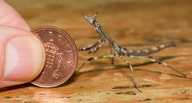 Heterochaeta Orientalis, африканский богомол-шипоглаз. Окраской и формой тела он напоминает ветку кустарника, в котором живёт и охотится. Необычные фасеточные глаза, снабжённые «шипами» позволяют ему видеть добычу даже позади себя.
