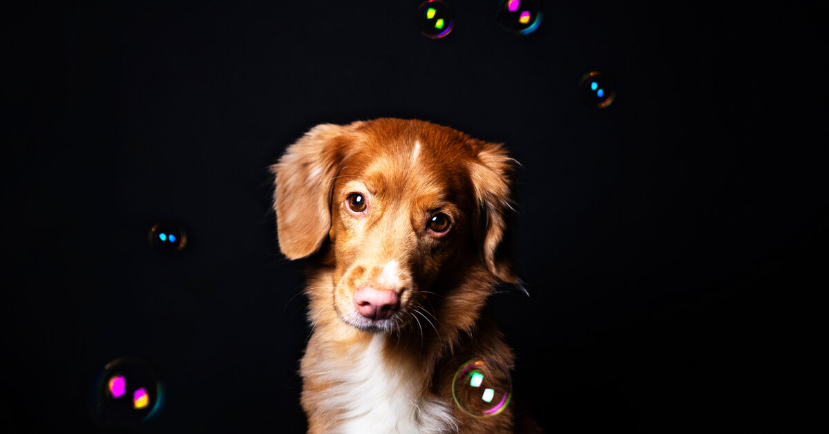 Мыло из собак. Натуральное мыло из собак. Мыло из собак правда ли. Собачье мыло. Мыло из собак правда ли.