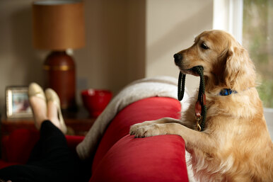 Самые послушные породы собак: памятка тем, кто решить взять четвероного друга из приюта