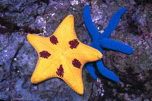 В морских звездах, которые живут на Дальнем востоке, нашли лекарство от рака