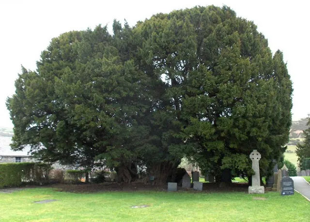 Старейшее дерево в Европе   тис, по иронии судьбы растущий на кладбище села Ллангернью в Северном Уэльсе, Великобритания. Его возраст также оценивается примерно в 4000 лет, а добиться такого долголетия дереву помогло то, что оно постоянно пускало новые побеги. Дерево состоит из нескольких стволов, самый высокий из которых достигает 10,75 метров  