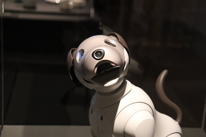 Роботы смогут заменить собак-поводырей