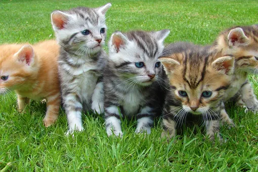 20 самых интересных фактов о кошках, которые должен знать каждый кошатник