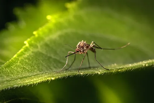 Чем могут быть опасны укусы комаров: врач рассказал, почему нужно обязательно защищаться от насекомых