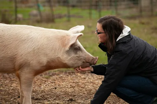 Американцу пересадили почку свиньи: это первая успешная трансплантация органа этого животного человеку