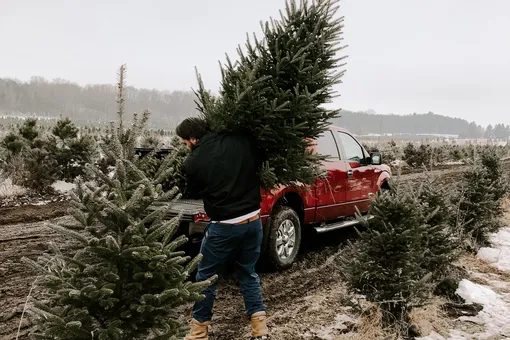 Быстро и с пользой: удобные способы избавиться от новогодней елки