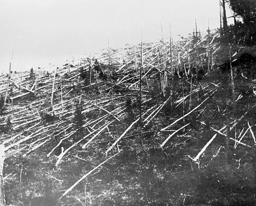 Поваленный лес, обнаруженный советскими исследователями в 1927 г. на месте предполагаемого падения Тунгусского метеорита