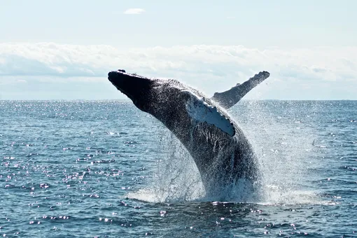 В Египте нашли останки четырехлапого кита — он мог ходить по суше и плавать в воде