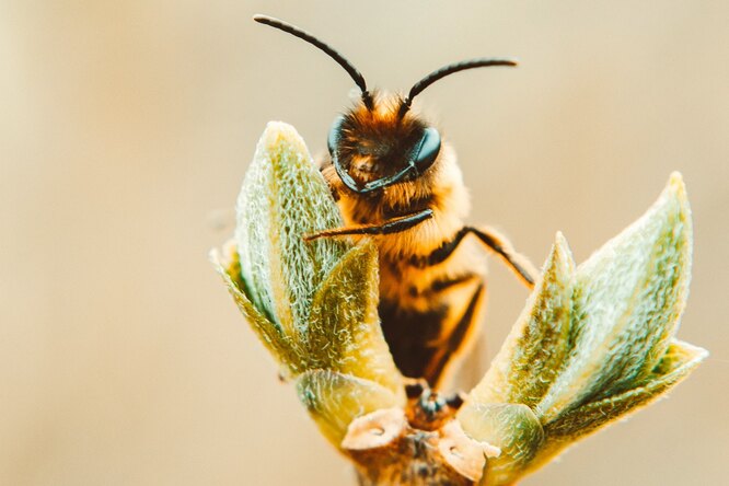 Власти Подмосковья рассказали о появлении пьяных пчел в регионе