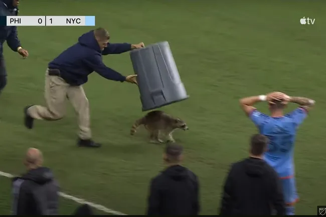 Погоня дня: прервавшего футбольный матч в США енота поймали только с помощью мусорного бака