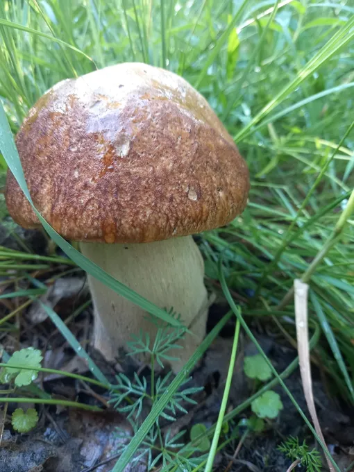 Гриб в лесу