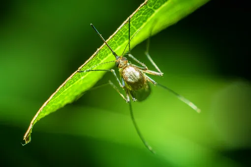 Чего боятся комары: необычный способ избавиться от надоедливых насекомых