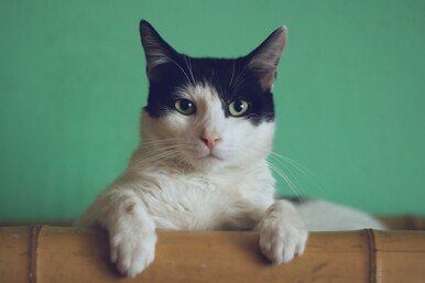 Почему коты так сильно любят коробки?