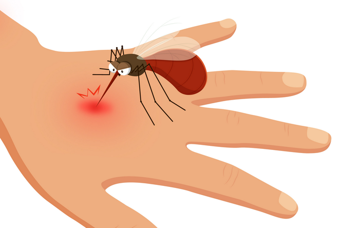 Почему комарам не нравятся люди, которые едят окрошку