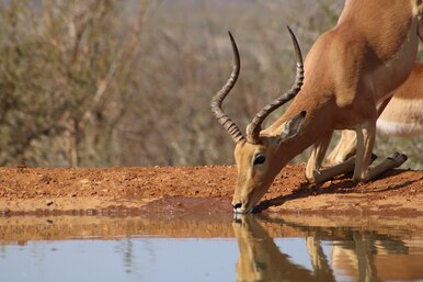 Правда ли, что дикие животные пьют грязную воду, но не болеют?