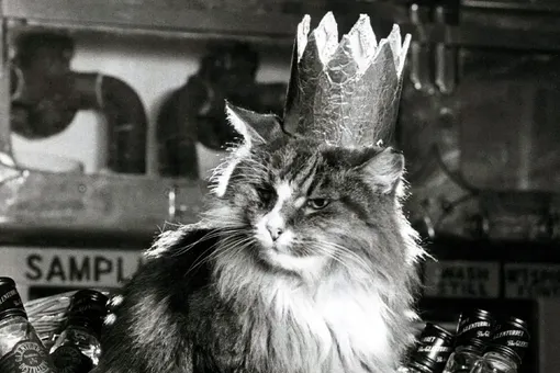 Как «кошка-киллер» убила 29 тысяч мышей и поставила мировой рекорд: она пила виски и укладывала три трупа в день