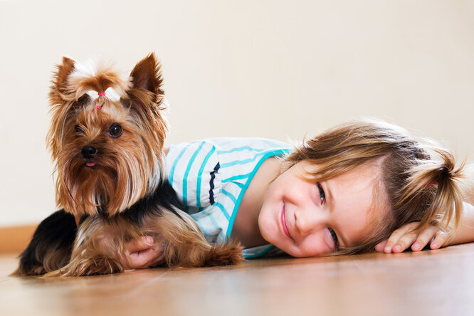 6 пород собак для маленькой квартиры: отлично ладят с детьми и не вызывают аллергию
