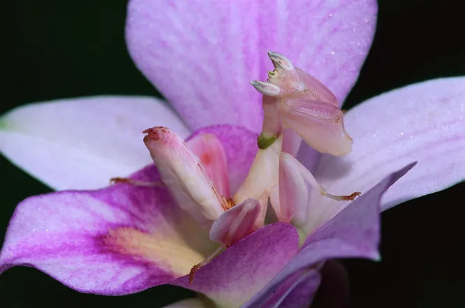 Hymenopus coronatus, орхидейный богомол. Обладает дивным перламутровым окрасом, маскирующим его под место обитания   цветки орхидеи. Самцы этого вида почти в два раза меньше самок. 